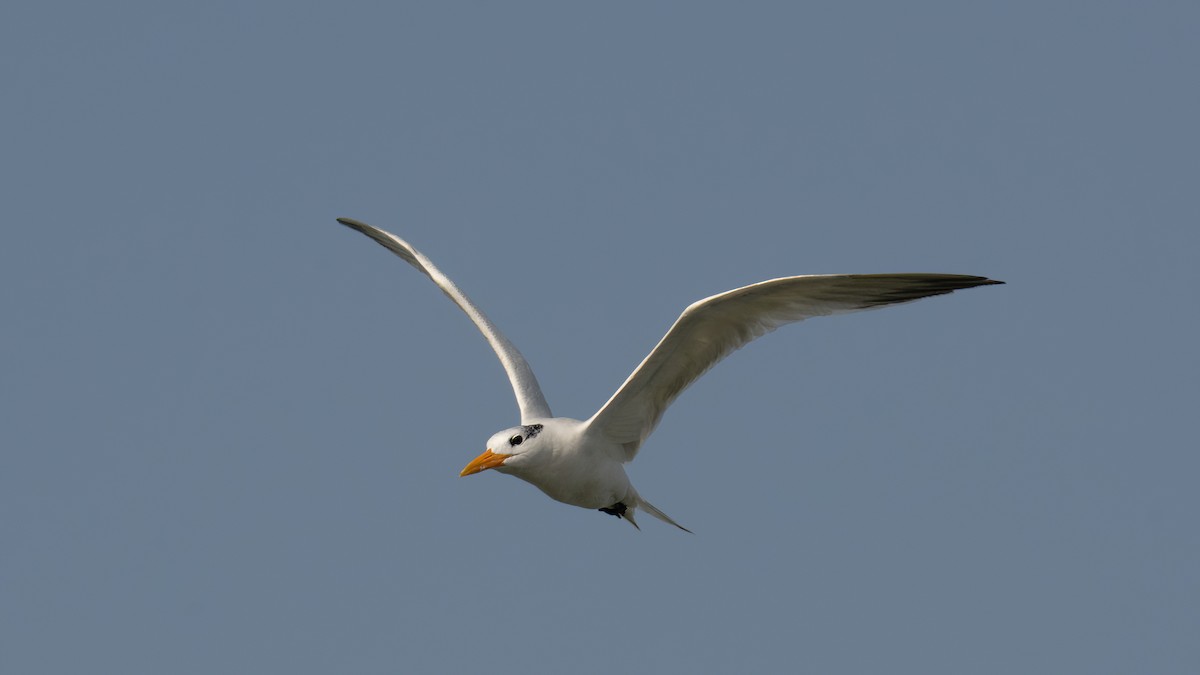 West African Crested Tern - ML627854107
