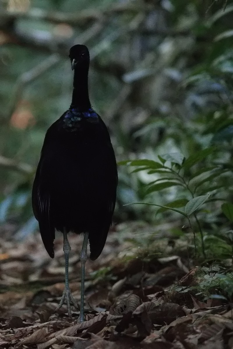 Gray-winged Trumpeter - ML627854211