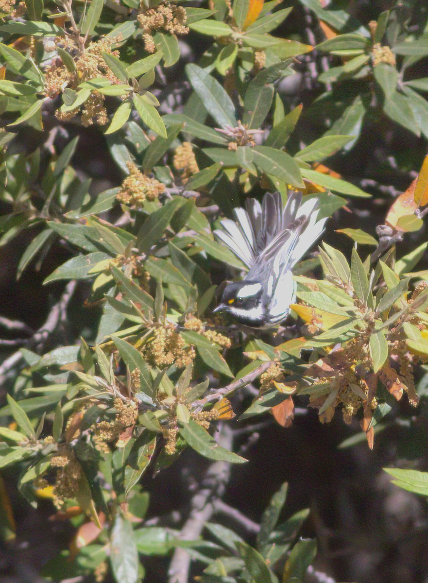 Black-throated Gray Warbler - ML627854218