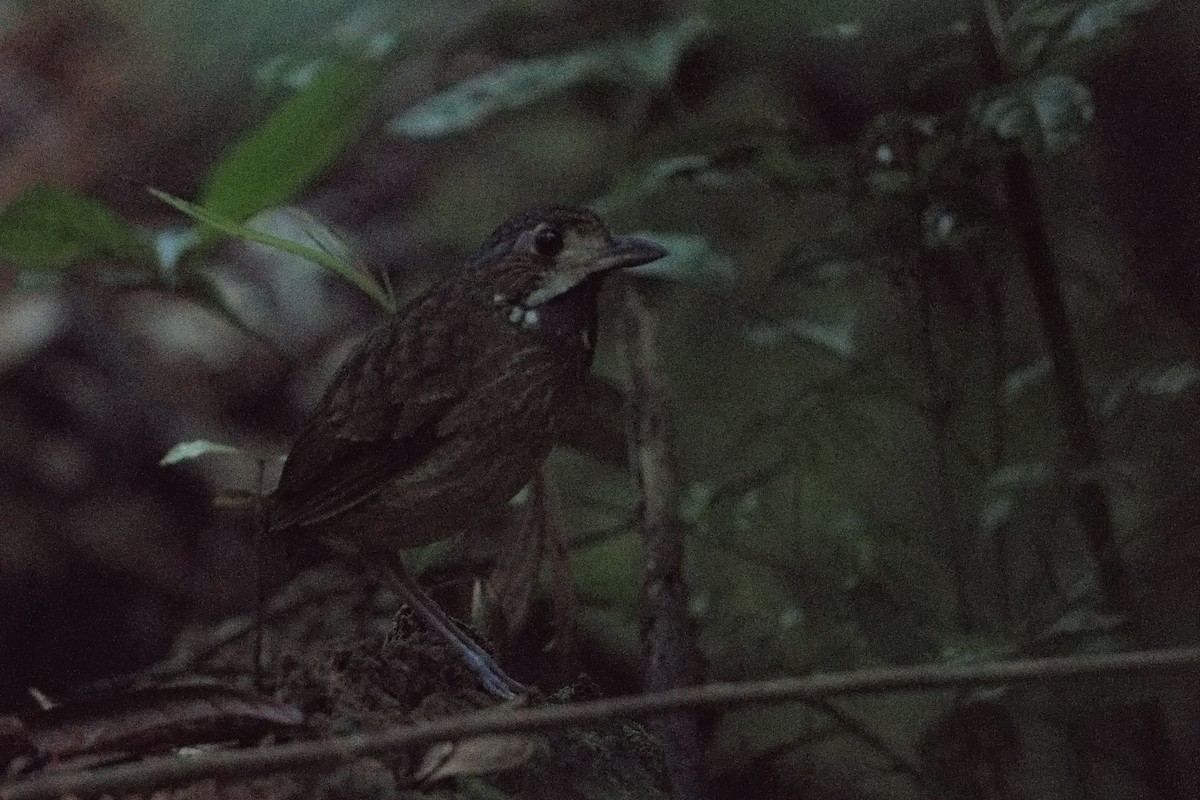Variegated Antpitta - ML627854297