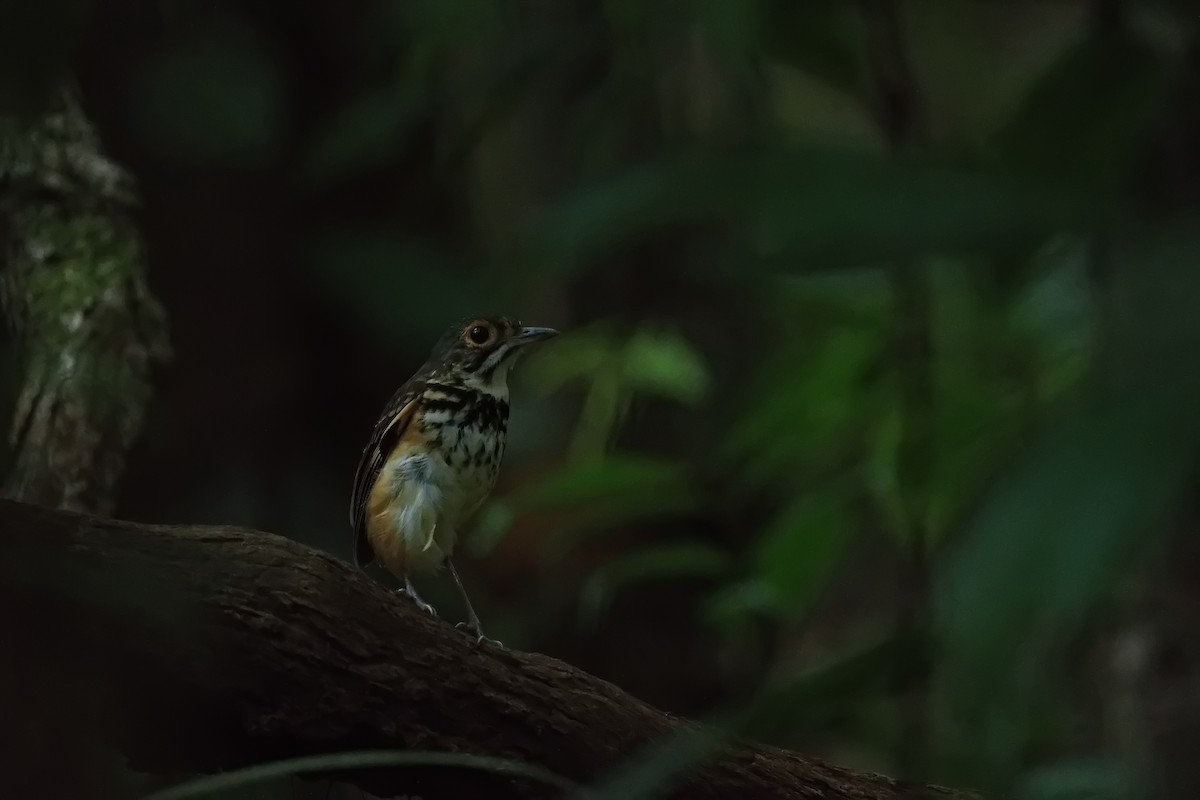 Spotted Antpitta - ML627854308