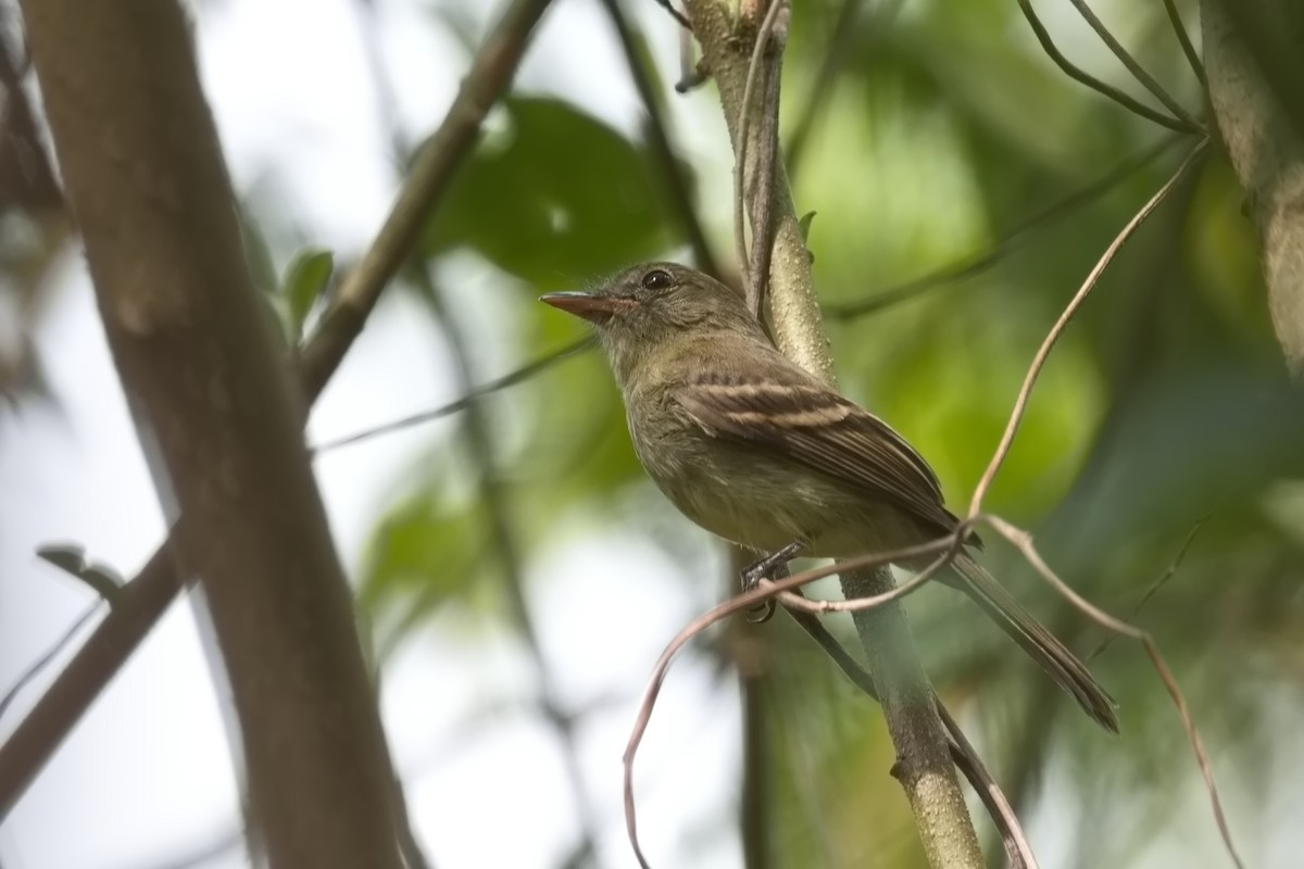 Euler's Flycatcher - ML627854327