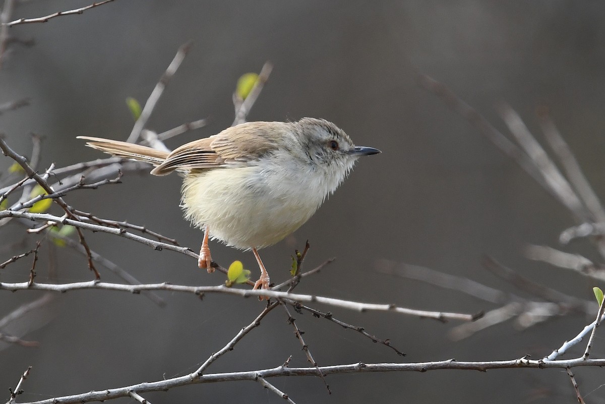 Tawny-flanked Prinia - ML627854328