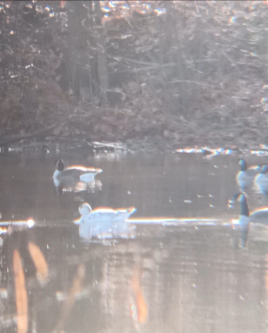 Snow Goose - ML627854332