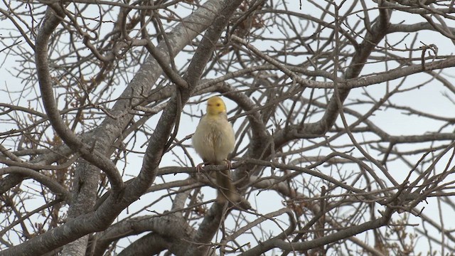 White-plumed Honeyeater - ML627854353