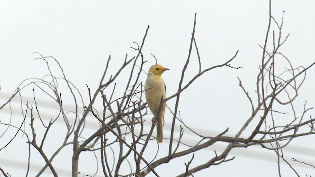 White-plumed Honeyeater - ML627854357