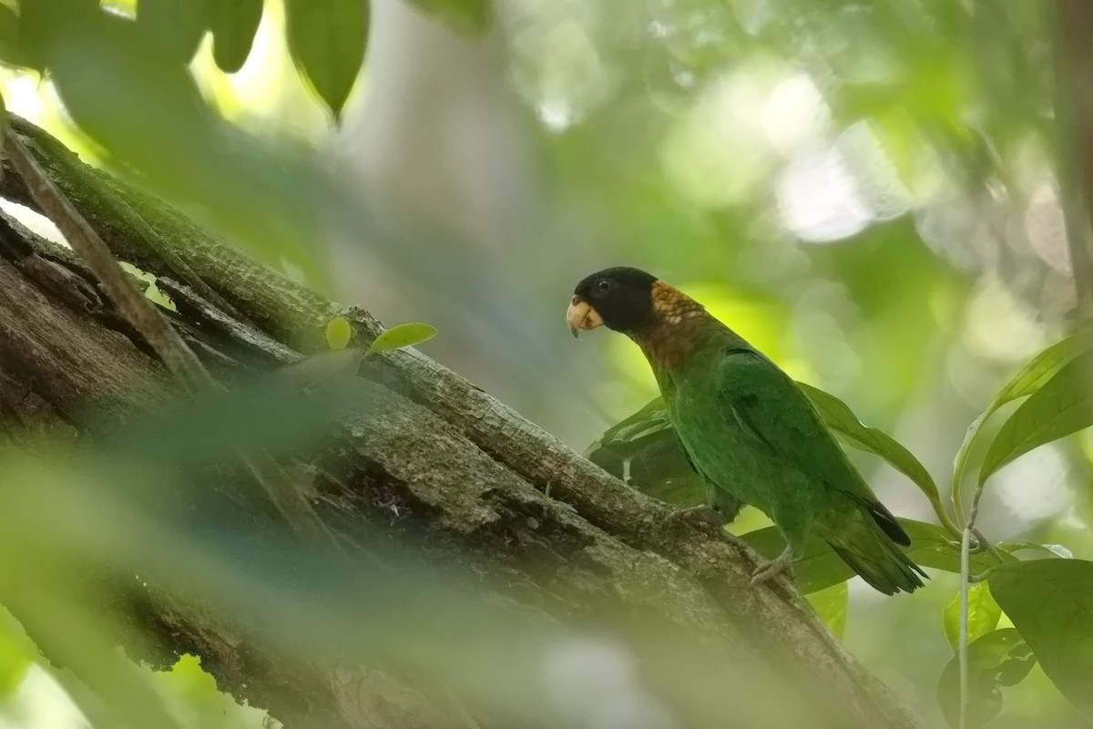 Caica Parrot - ML627854383