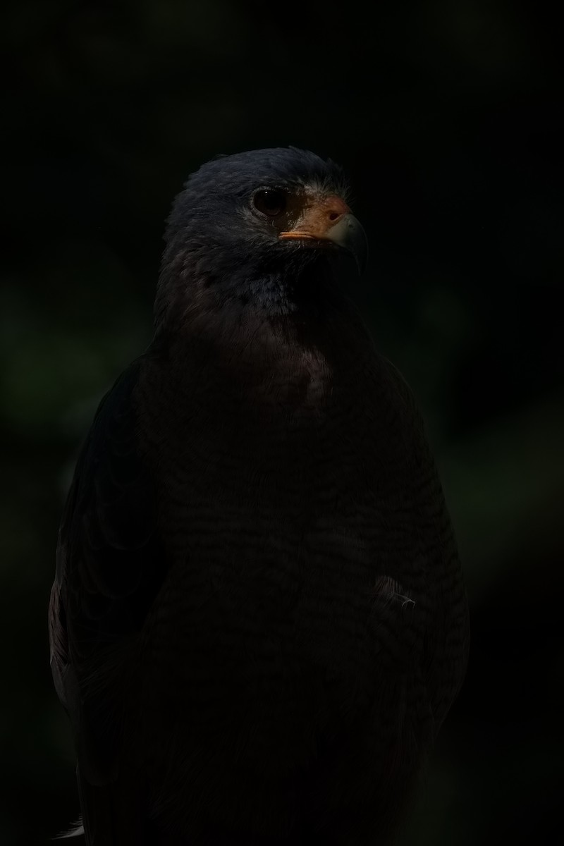 Rufous Crab Hawk - ML627854425
