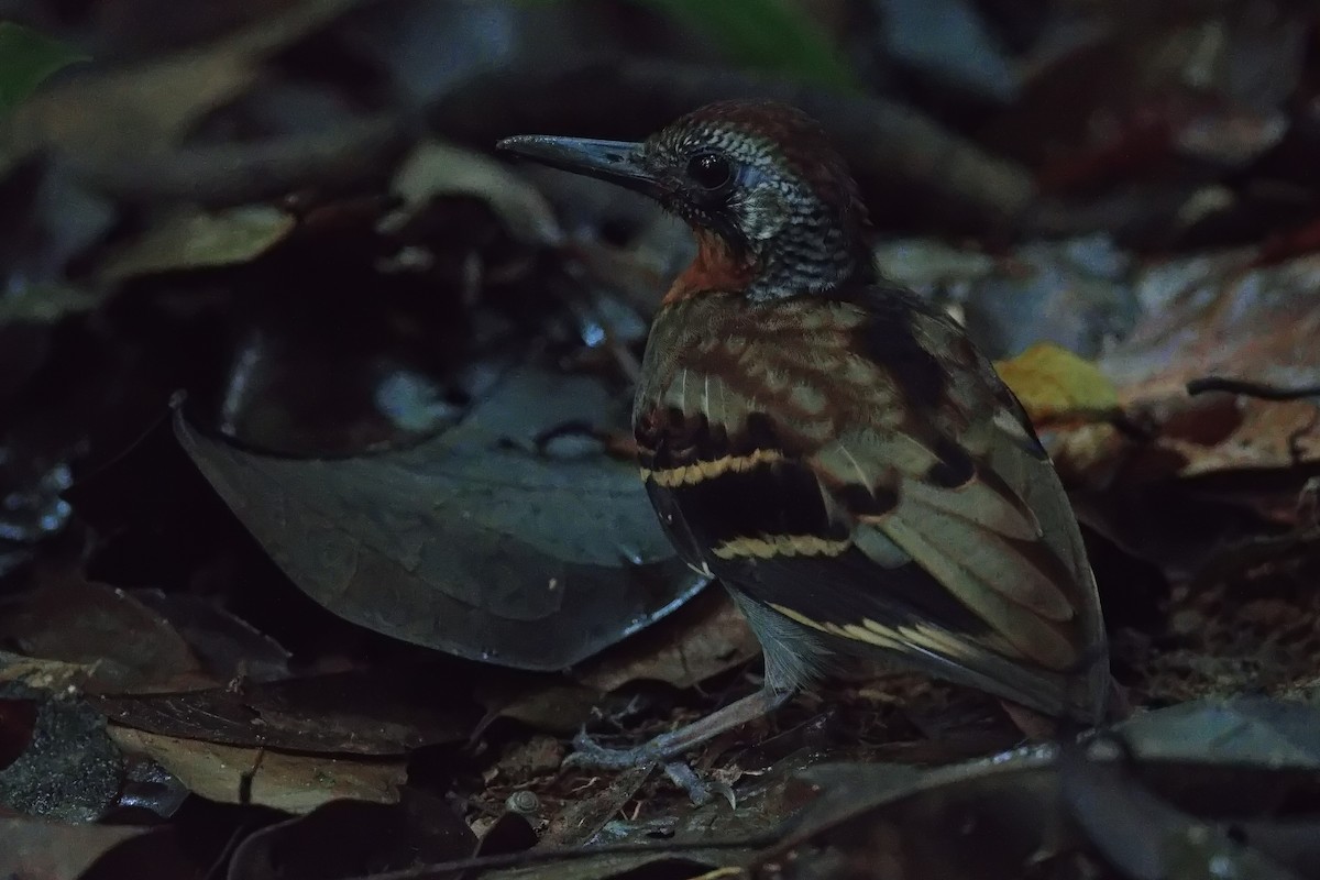 Wing-banded Antbird - ML627854467