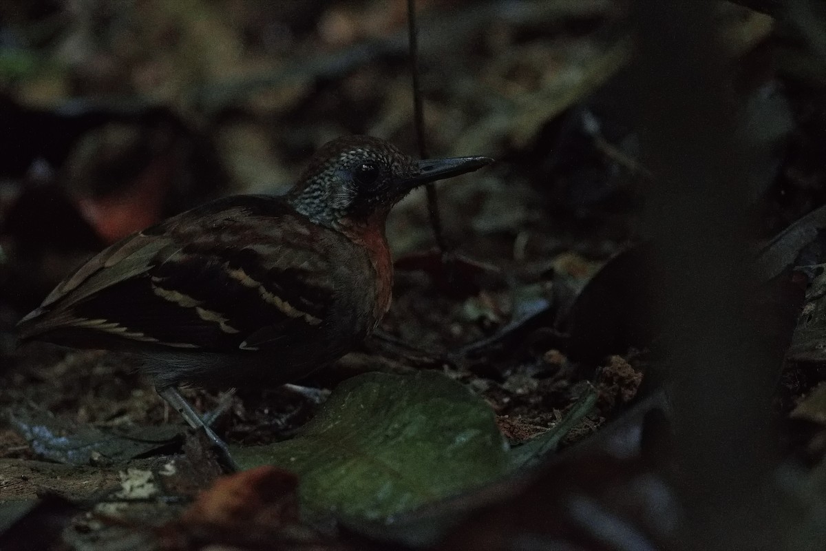 Wing-banded Antbird - ML627854469