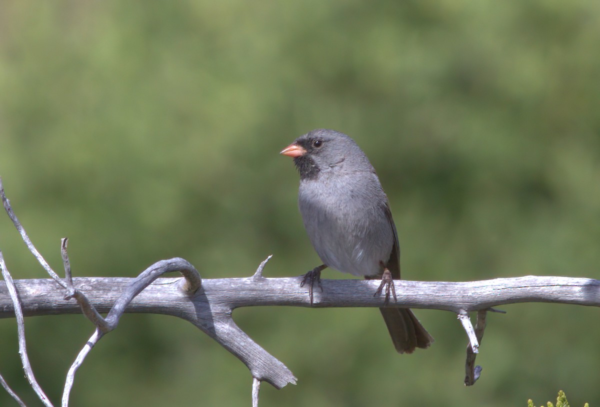 Black-chinned Sparrow - ML627854476