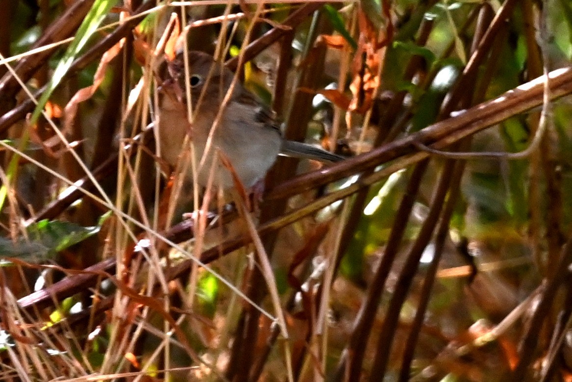 Field Sparrow - ML627854519