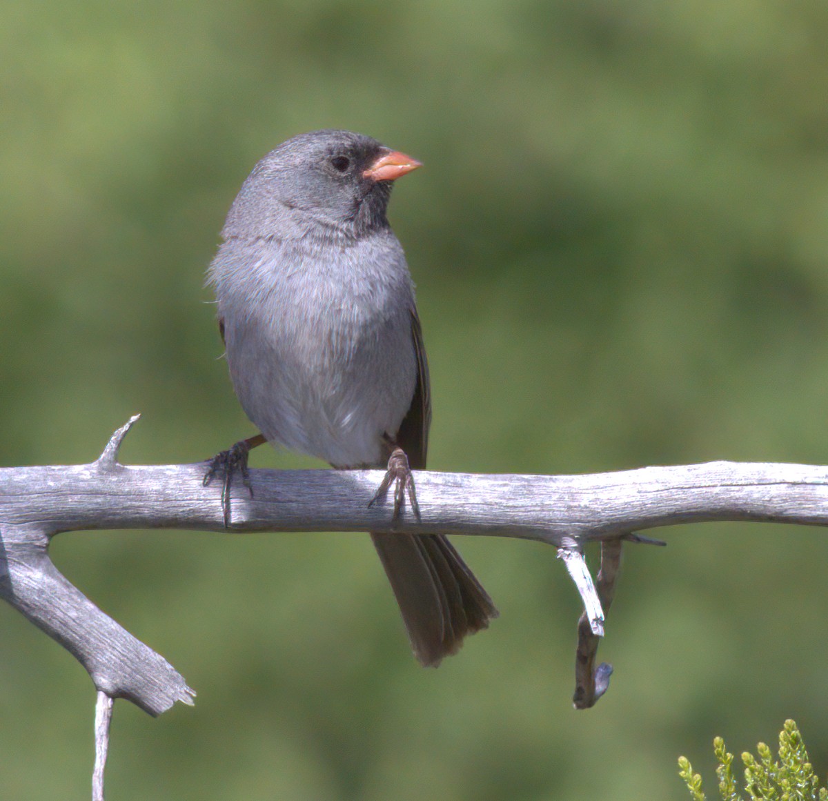 Black-chinned Sparrow - ML627854558