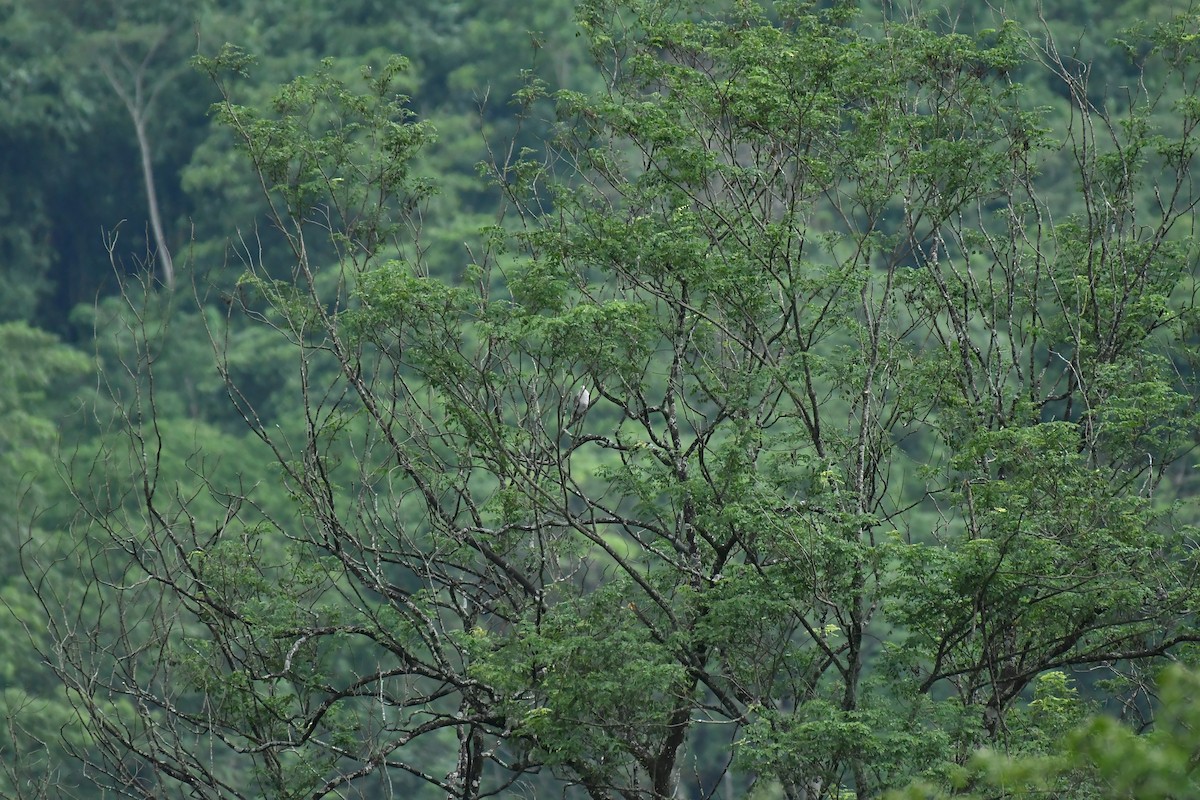 Dúcula Dorsicastaña - ML627854618