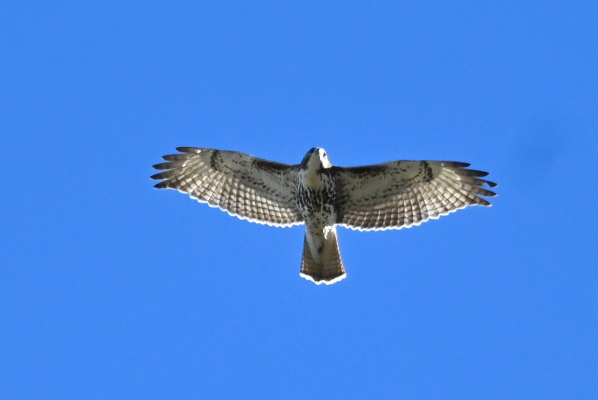Red-tailed Hawk - ML627854656