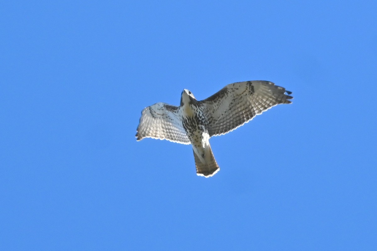 Red-tailed Hawk - ML627854657