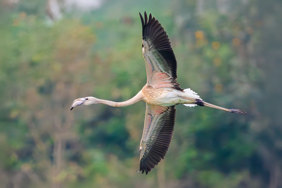 Greater Flamingo - ML627854663