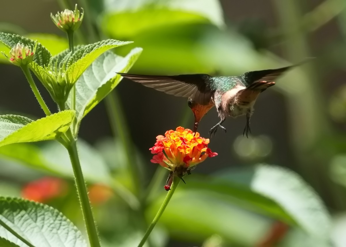 Tufted Coquette - ML627854670