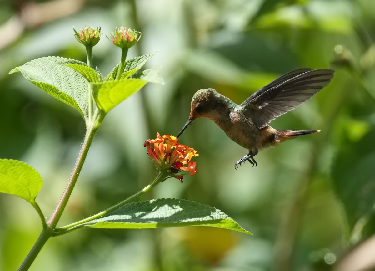Tufted Coquette - ML627854671