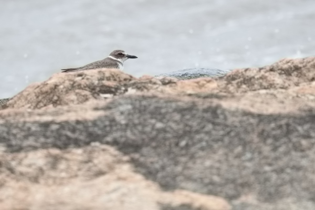 Wilson's Plover - ML627854722