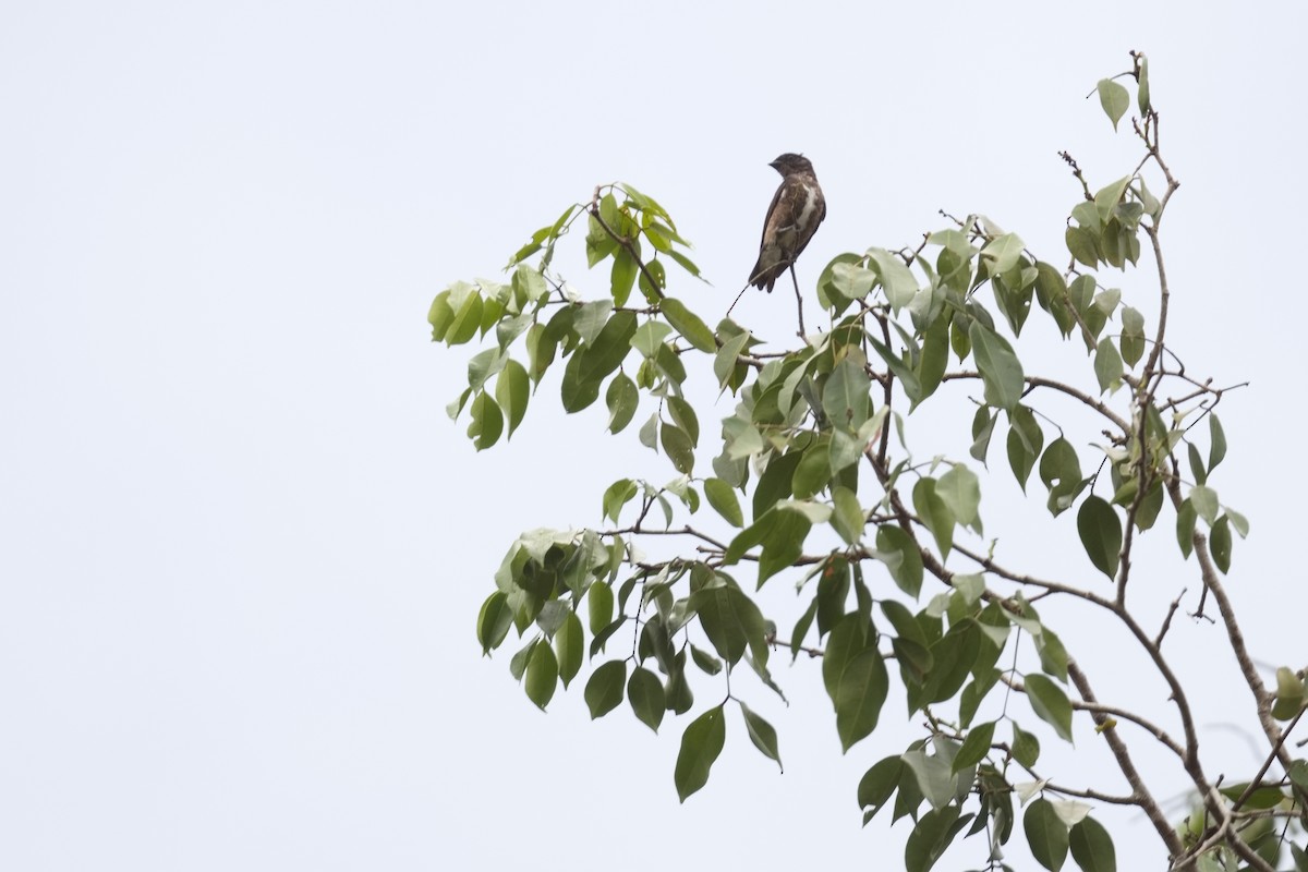 Dusky Purpletuft - ML627854751