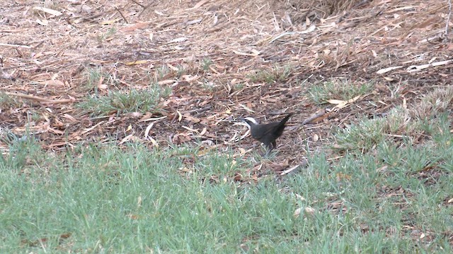 Gray-crowned Babbler - ML627854785