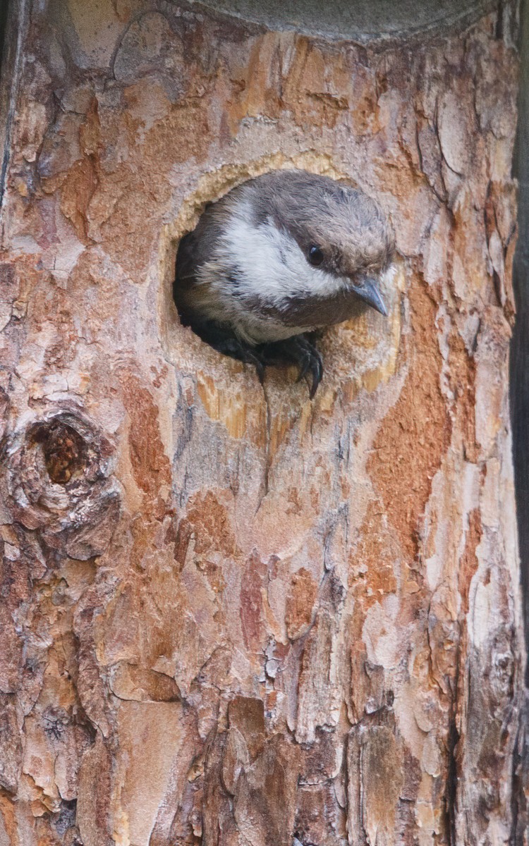 Gray-headed Chickadee - ML627854790