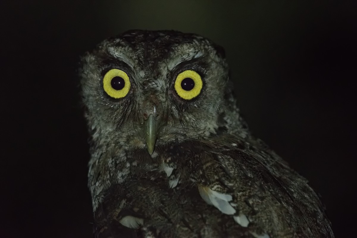 Tropical Screech-Owl - ML627854797