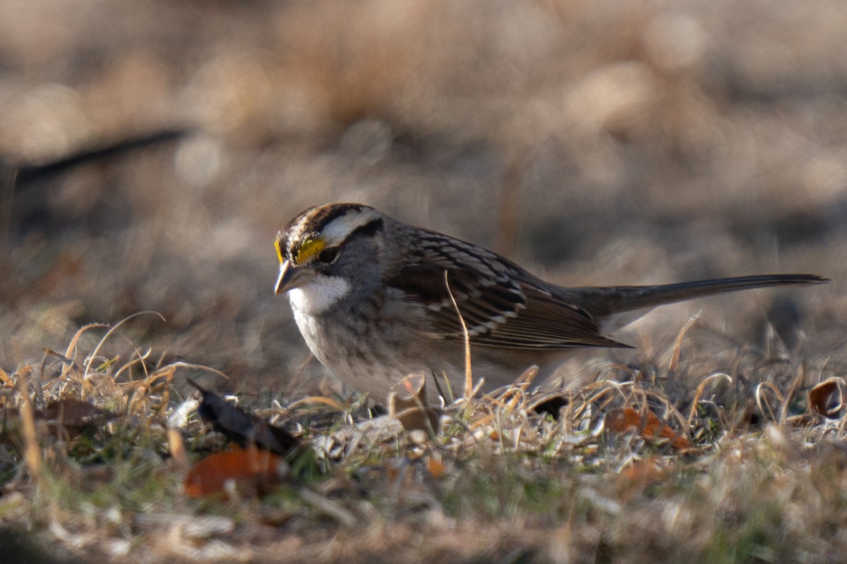 White-throated Sparrow - ML627854798