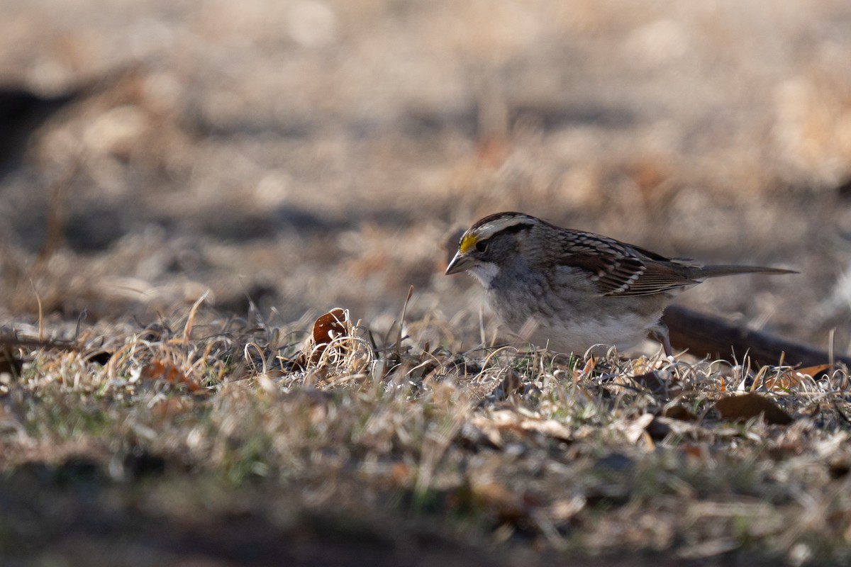 White-throated Sparrow - ML627854799