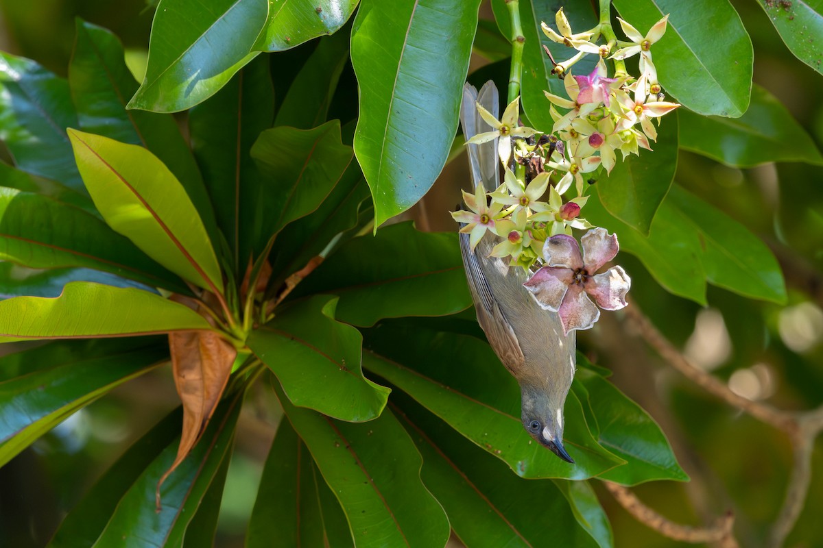 White-gaped Honeyeater - ML627854809