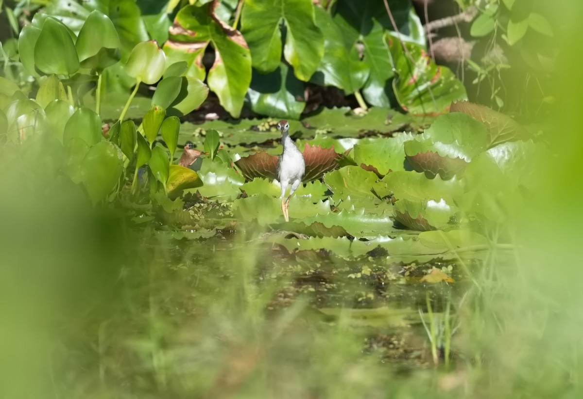 Azure Gallinule - ML627854819