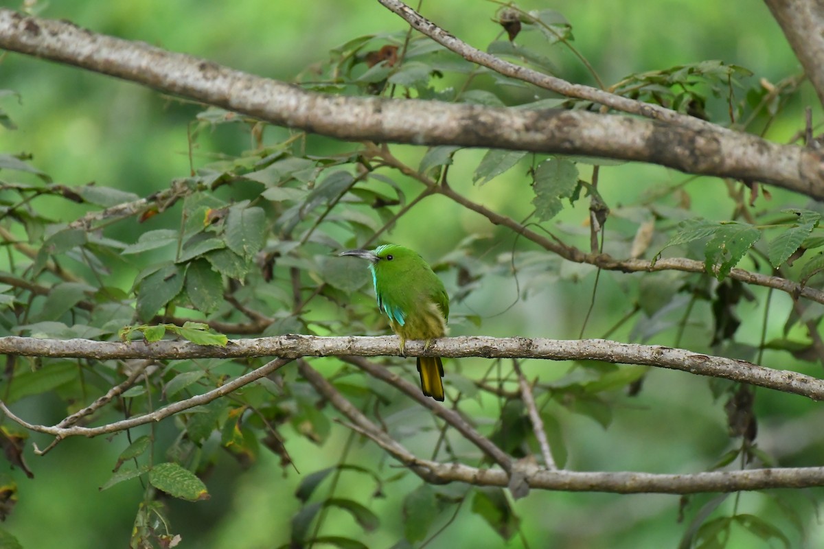 Abejaruco Barbiazul - ML627854823