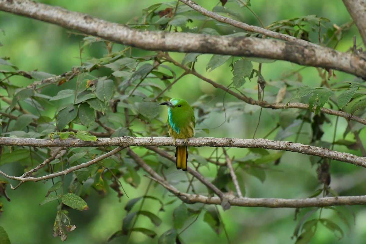 Abejaruco Barbiazul - ML627854824