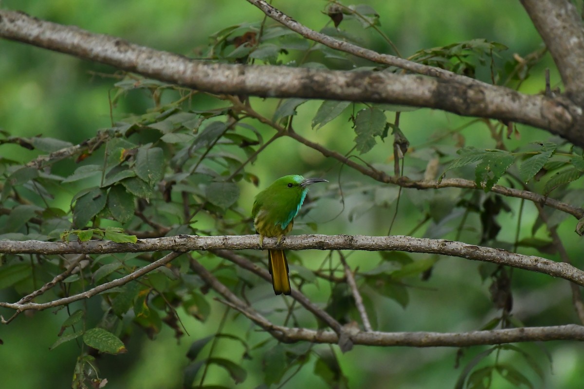 Abejaruco Barbiazul - ML627854825