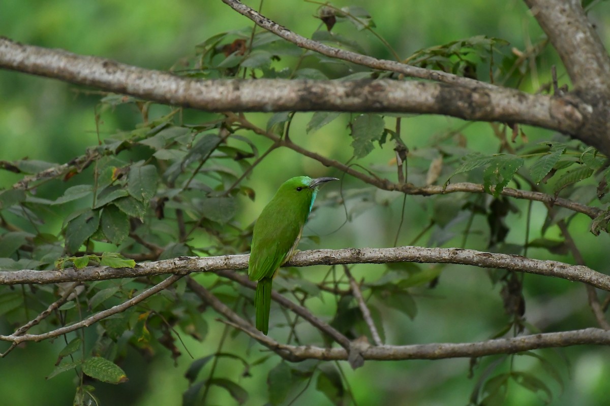 Abejaruco Barbiazul - ML627854831