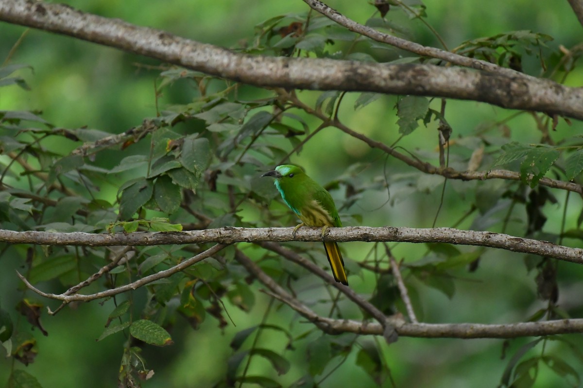 Abejaruco Barbiazul - ML627854834