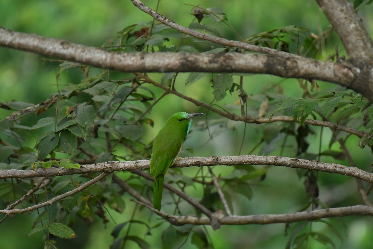 Abejaruco Barbiazul - ML627854837