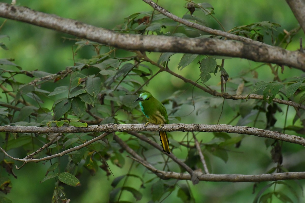 Abejaruco Barbiazul - ML627854838