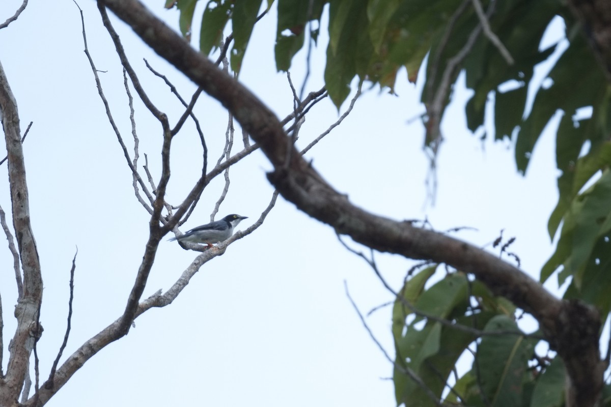 Hooded Tanager - ML627854894