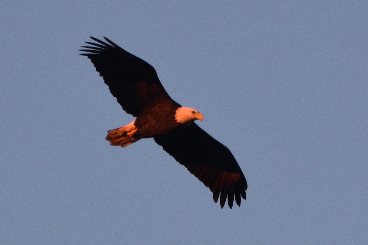 Bald Eagle - ML627854913