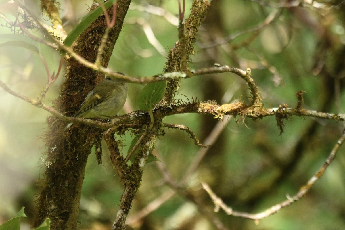 Buff-barred Warbler - ML627855063