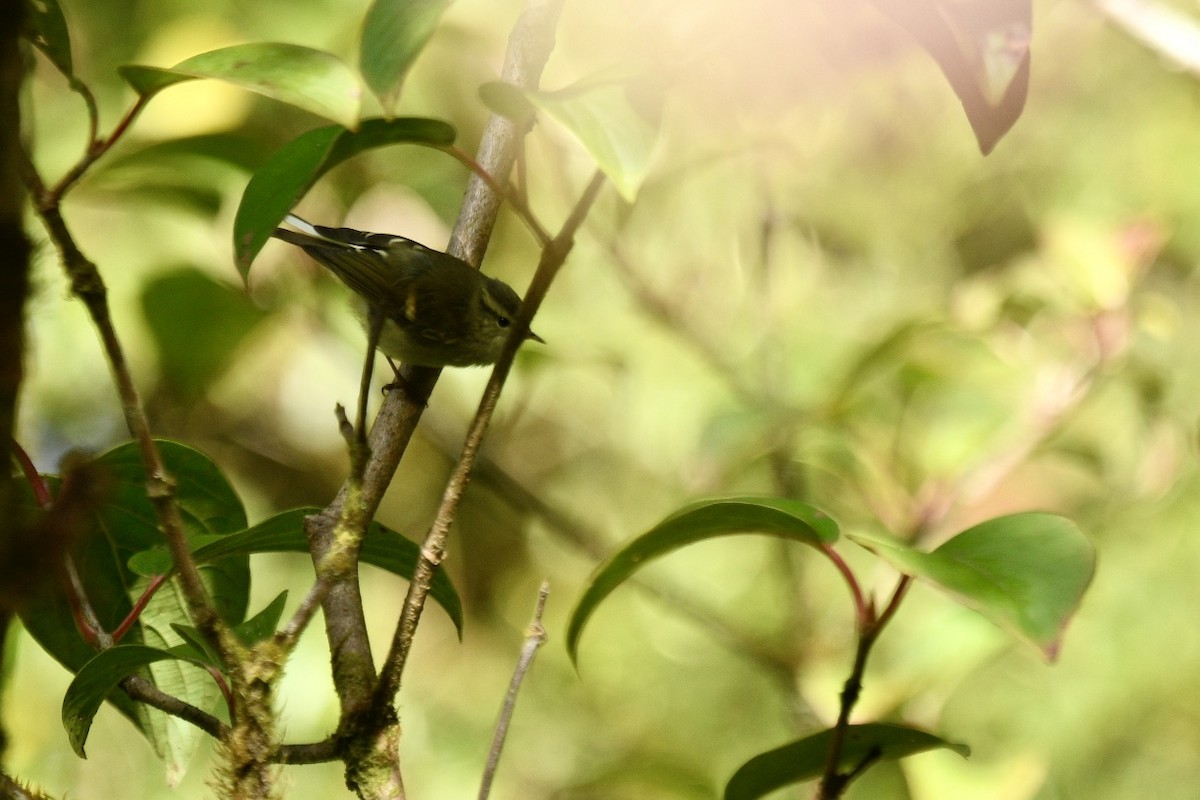 Buff-barred Warbler - ML627855064