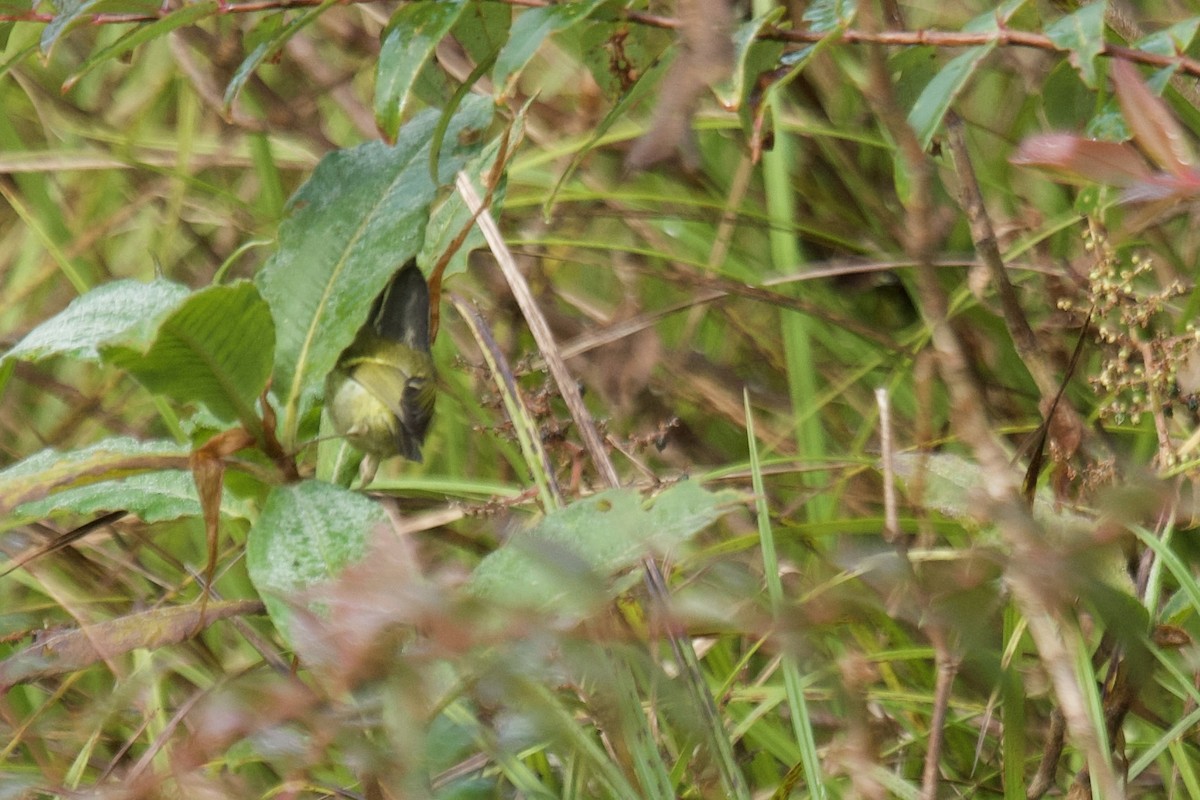 Ashy-throated Warbler - ML627855077