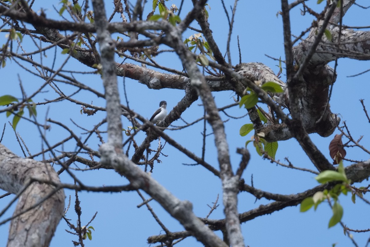 Glossy-backed Becard - ML627855084