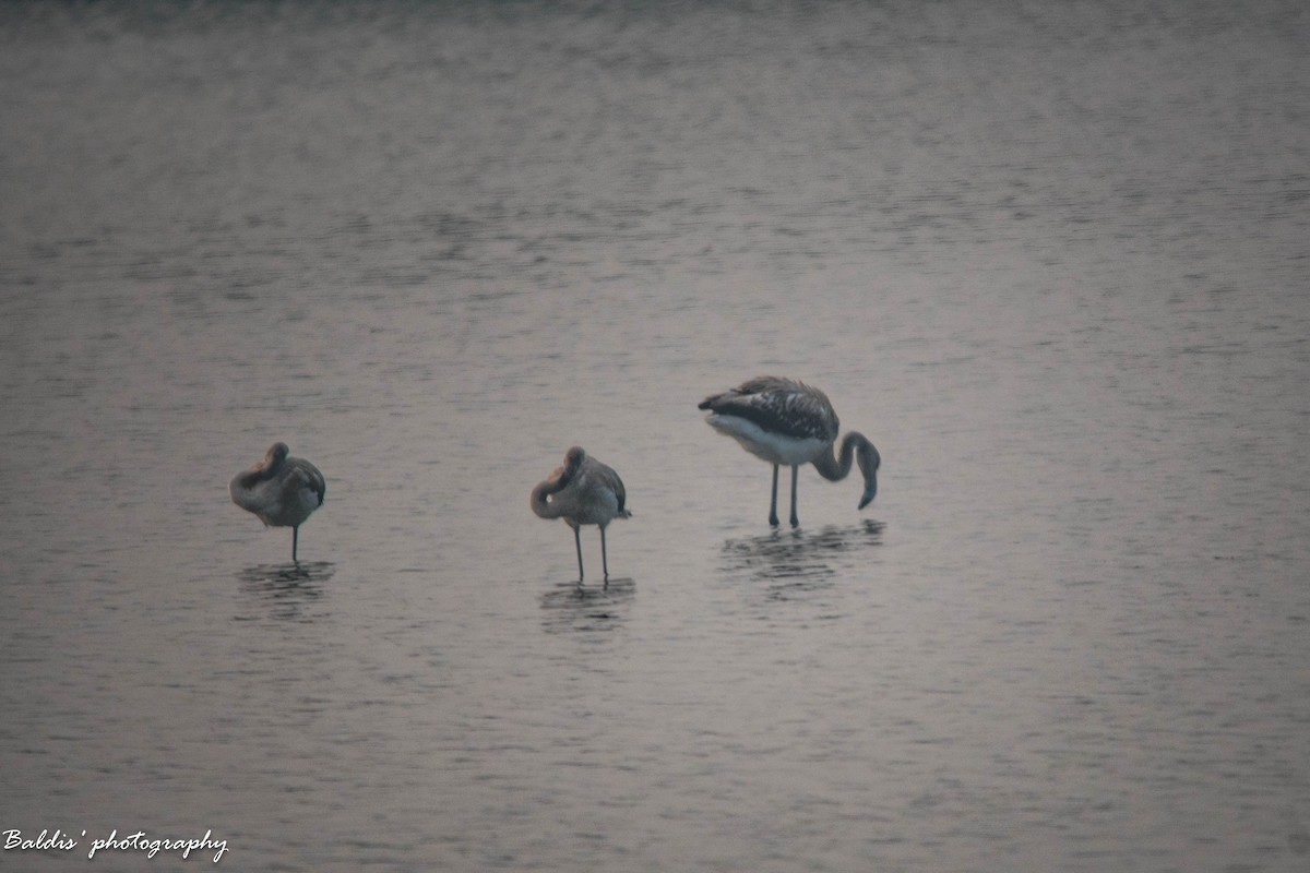 Lesser Flamingo - ML627855108