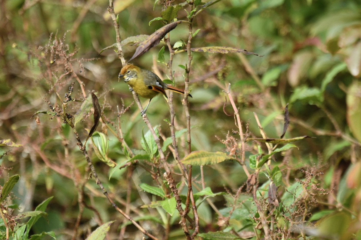 Chestnut-tailed Minla - ML627855110