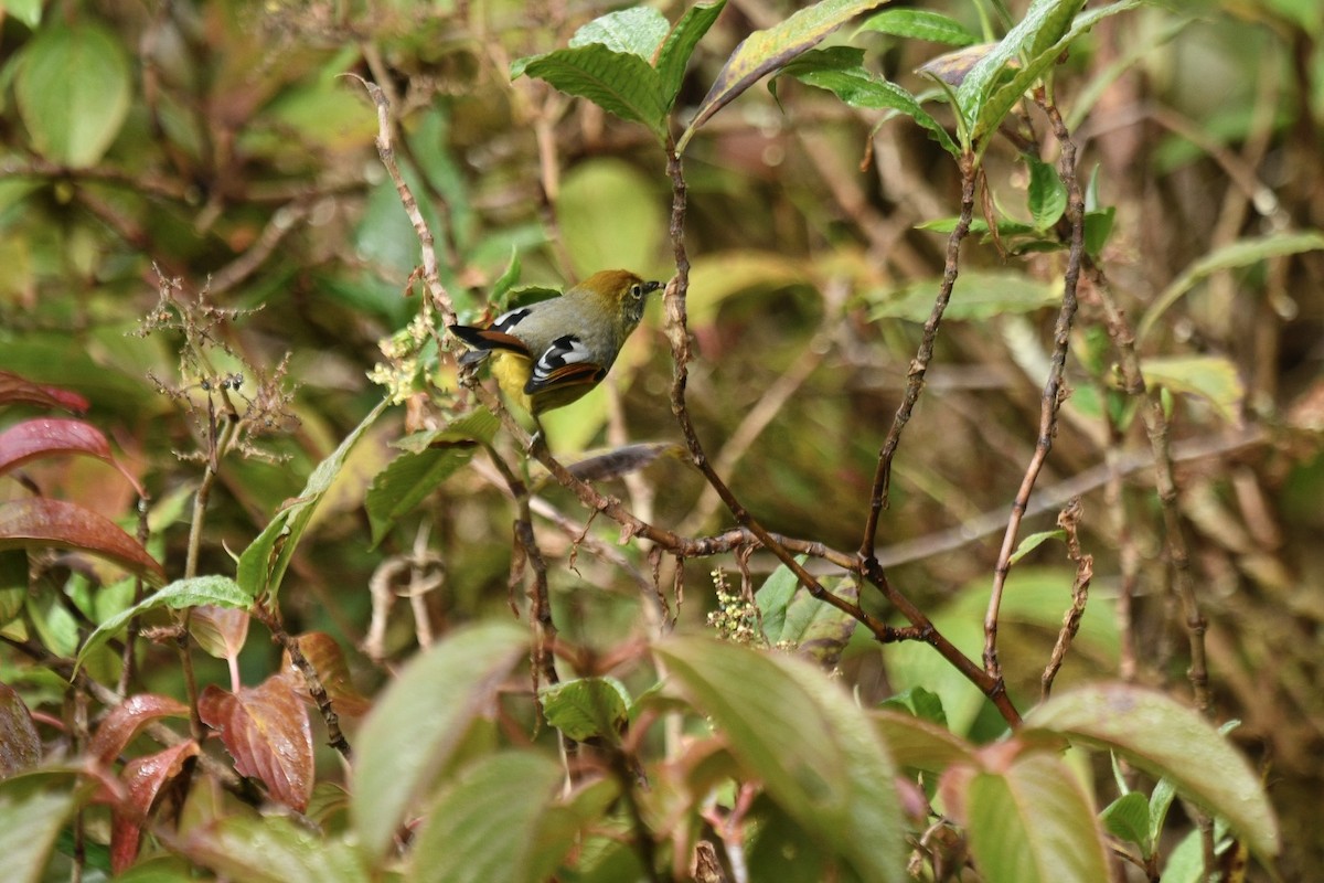 Chestnut-tailed Minla - ML627855112