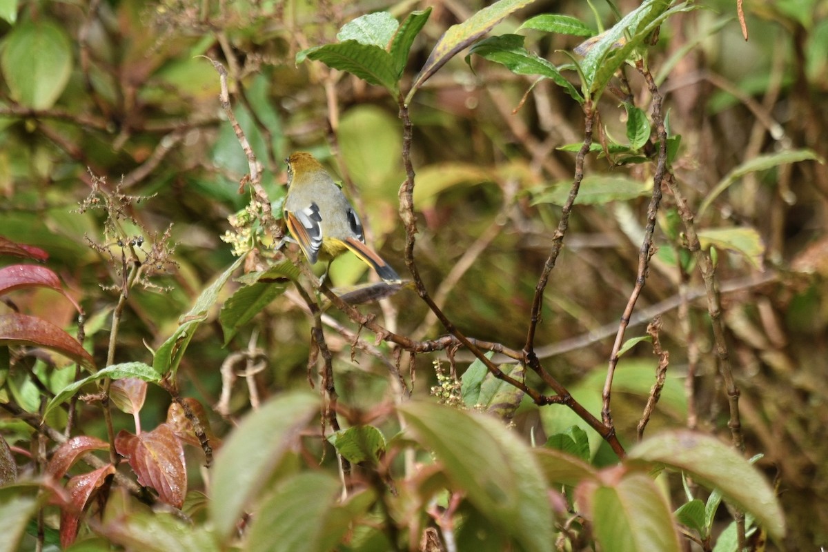 Chestnut-tailed Minla - ML627855113