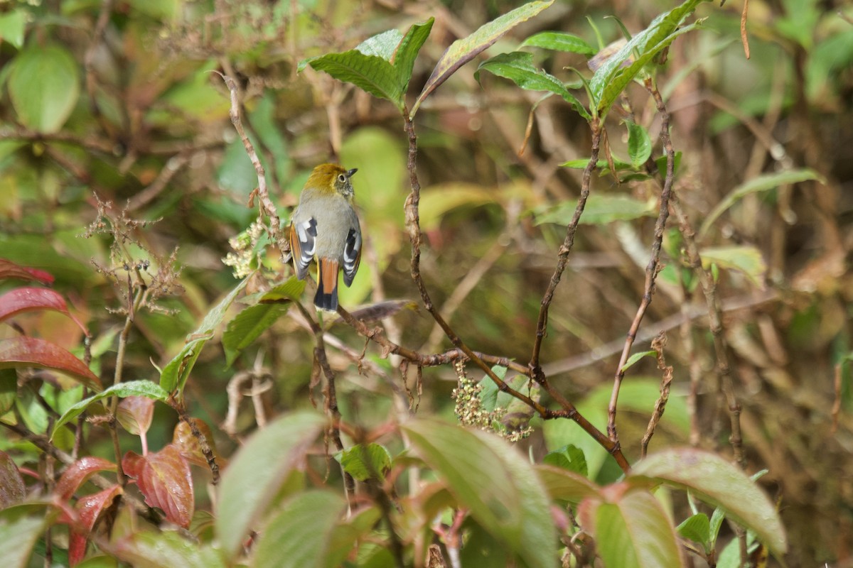 Chestnut-tailed Minla - ML627855114